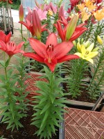 [5098 Pasoloni VWS No01.JPG]